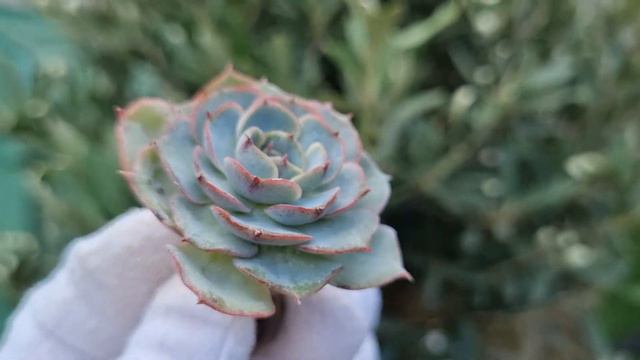 Echeveria Leona смотреть онлайн