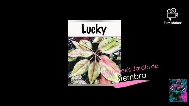 Naming Your Aglaonemas | Chinese Evergreen Vatieties