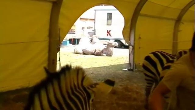 Zirkus Krone Zoo Flensburg 30.07.2011 смотреть онлайн