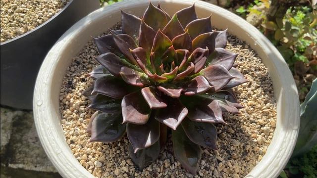 ECHEVERIA BLACK PRINCE 🖤  |  TIPS PARA SU CUIDO