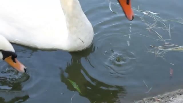 Как лебедь ест траву в воде смотреть онлайн