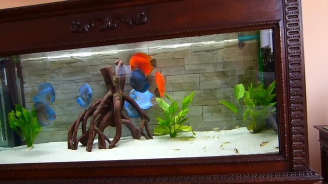 Stendker Flächig Feuerrot und Blue Diamond смотреть онлайн