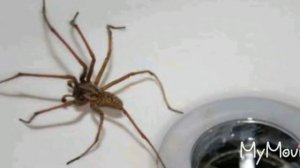 Примета паук дома-паух хорошо или плохо