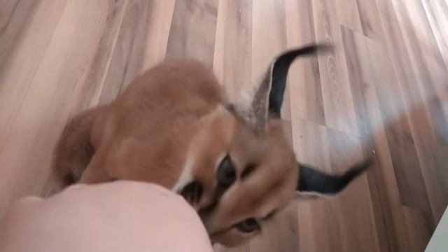 Каракал смотреть онлайн