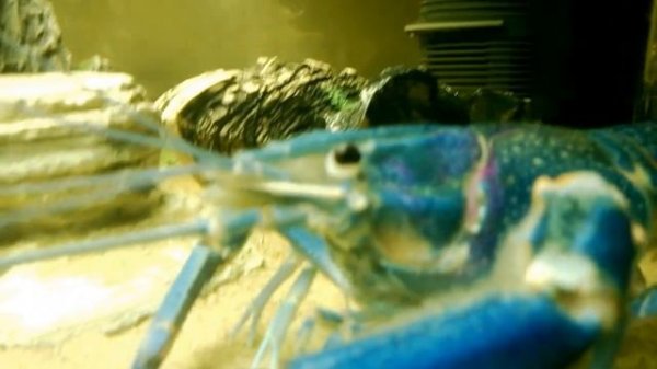 Спаривание Австралийского рака (Cherax Quadricarinatus)