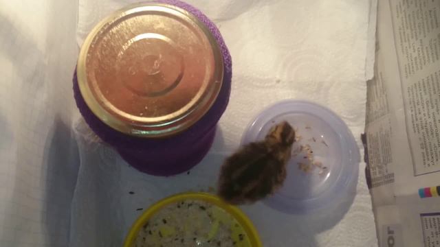 1 - Перепел из магазинного яйца, чем кормить с рождения смотреть онлайн