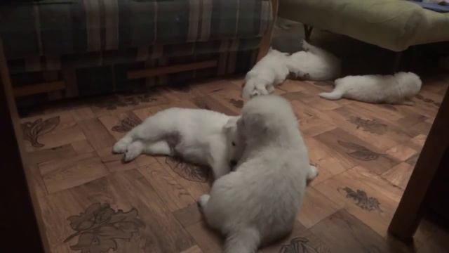 Белые овчарята БШО смотреть онлайн