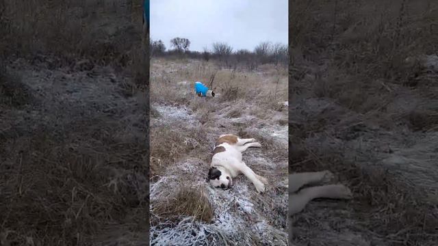 Сенбернар KOSMO DOGS TIEN SHAN смотреть онлайн