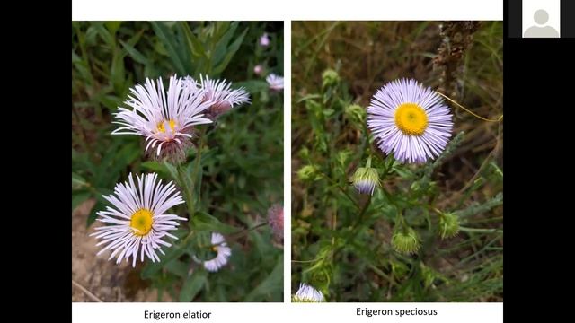 Photo ID of Native Plants смотреть онлайн