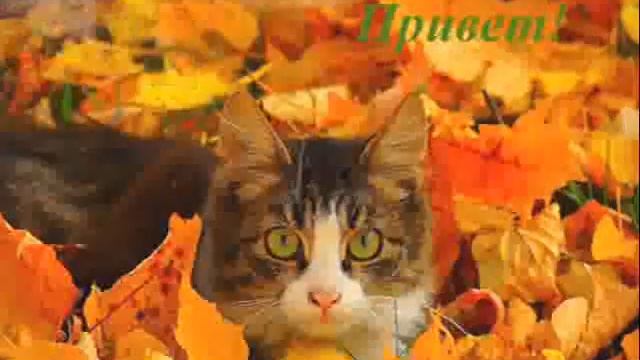 осенние дорожки смотреть онлайн