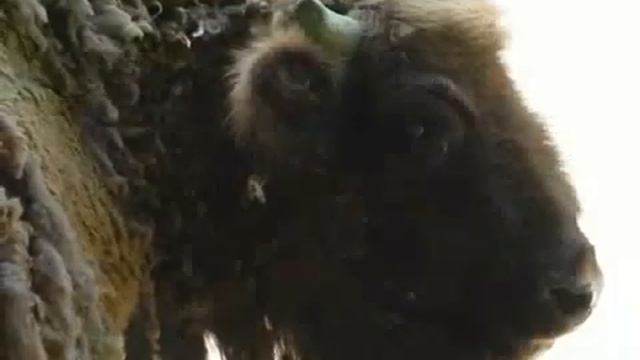 Первобытная живопись. Пещера " Альтамира" смотреть онлайн