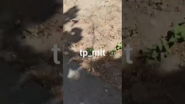 Пьяные родители с трехлетним ребенком в Запорожской области