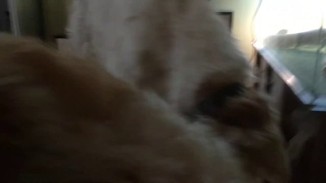 Русская псовая борзая Аврора и Догон играют. Смотри будни борзятника. И так каждый день:)