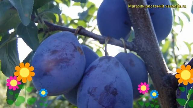 Слива домашняя Венгерка Корнеевская. Краткий обзор, описание характеристик Prunus