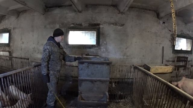 Бункерная кормушка для свиней/Кормление свиней смотреть онлайн
