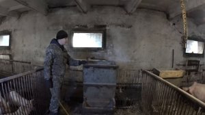 Бункерная кормушка для свиней/Кормление свиней