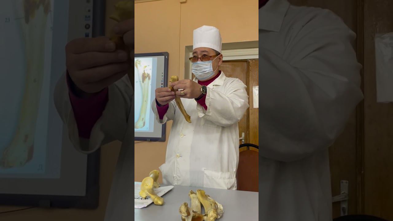 Зейгоподий 1; 25 октября 2023 г.