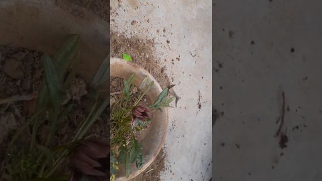 Gazania plant ko kaise report kre /video number 285 ❤ repotting #plantslover #garden overview # смотреть онлайн