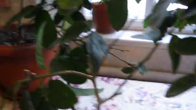 Выращивание цитрусовых в домашних условиях. смотреть онлайн