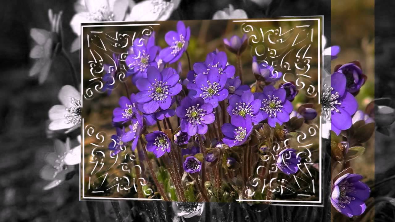 Элегантные эффекты для слайд-шоу смотреть онлайн