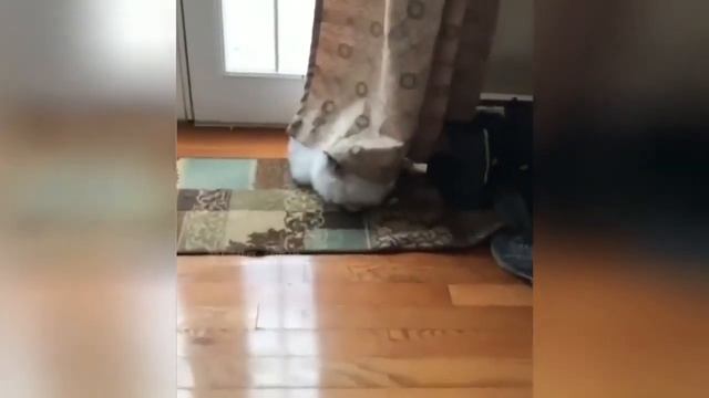 ПРИКОЛЫ С СОБАКАМИ | FUN WITH ANIMALS | СМЕШНЫЕ ЖИВОТНЫЕ | смех до слёз | DOG #19 смотреть онлайн
