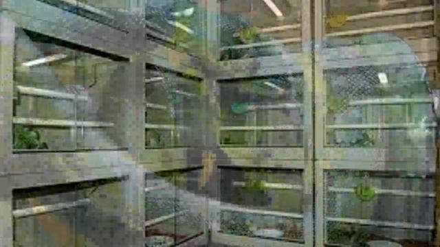 Green Tree Python EXPERT Advice IGNORED And It Worked смотреть онлайн