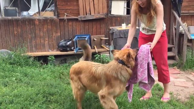 Тест 1 полотенце Шерик смотреть онлайн