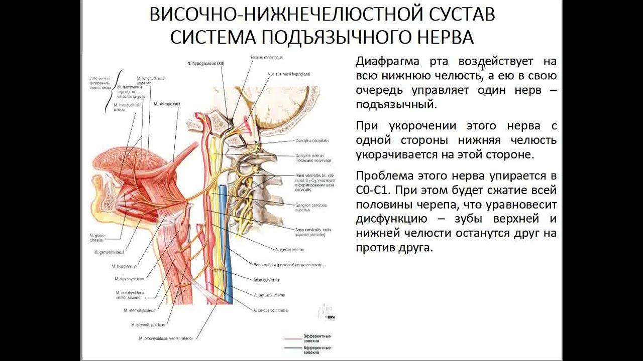 09 Семинар ЛИЦЕВОЙ ЧЕРЕП височно нижнечелюстной сустав, система подъязычного нерва смотреть онлайн