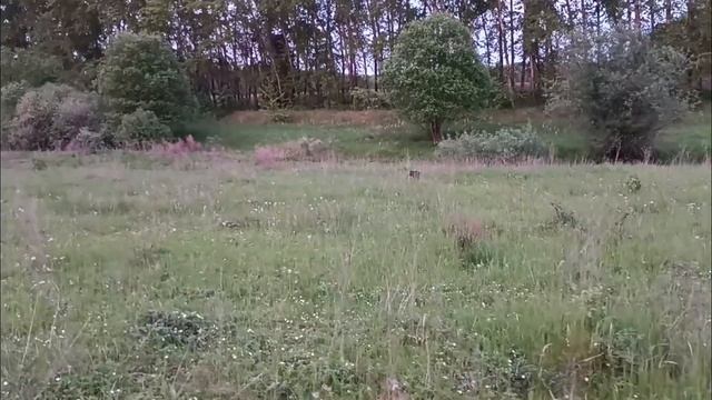 ОБУЧЕНИЕ МОЛОДОГО КУРЦХААРА/ ТЕРПЕНИЕ И ТРУД/ УРОК ПЕРВЫЙ/ смотреть онлайн