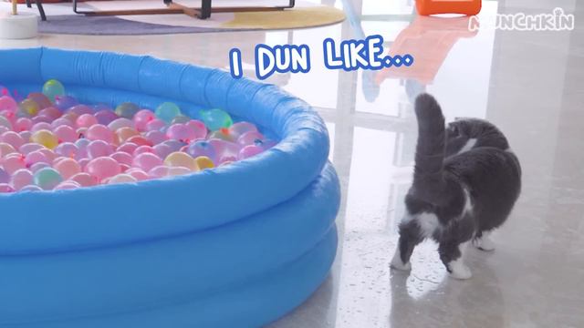 Cats Confused By Their Reflection | Compilation смотреть онлайн