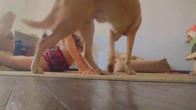 Зарядка в условиях дикой природы ∆ Nat Geo Wild? смотреть онлайн