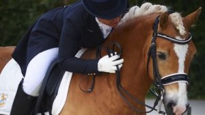 Плюсы и минусы занятий верховой ездой/конным спортом #кони #конныйспорт #верховая_езда #лошади