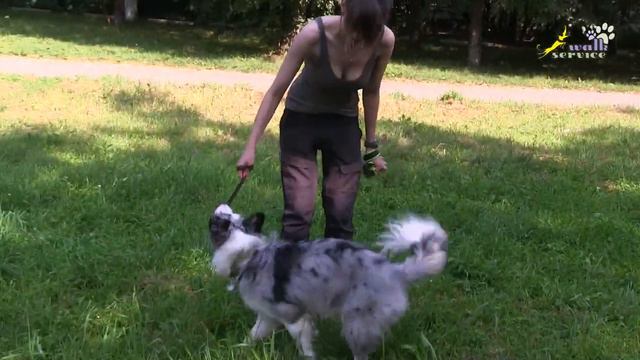 Как преждевременные выводы о поведении собаки мешают её дрессировке смотреть онлайн