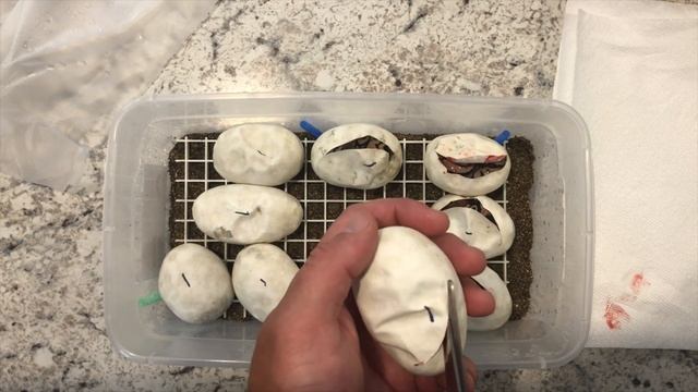 FIRST EVER BALL PYTHON CLUTCH Super Pastel Het Clown x Normal смотреть онлайн