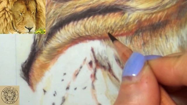 Coloured Pencil on Drafting Film - Sleepy Lion - Timelapse смотреть онлайн