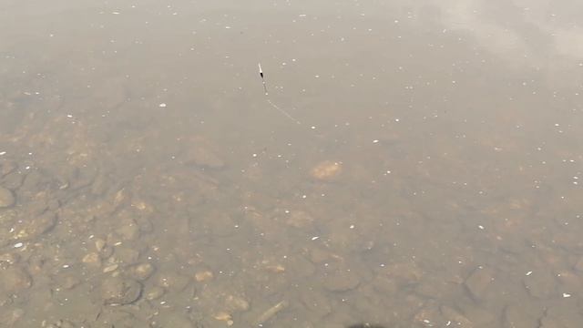 Разведка хрусталя в верховьях Белой, первая рыба. Сход хариуса. смотреть онлайн