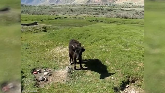 15 Scary Hybrid Animals that Actually Exist смотреть онлайн