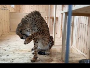 Первый день с гепардом Ичель. Первый контакт. 1-й день