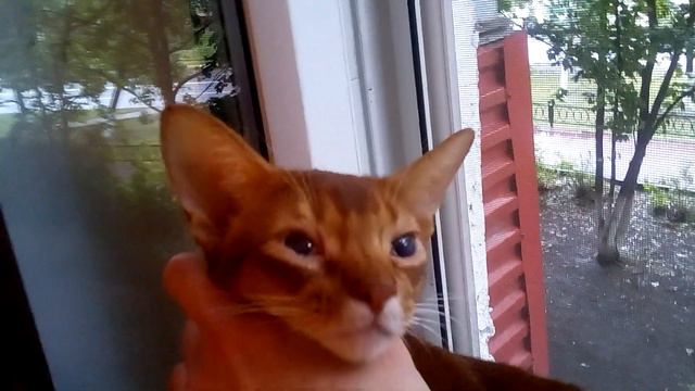 Абиссинский котик в добрые руки. смотреть онлайн