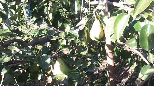 Прививка на айву смотреть онлайн