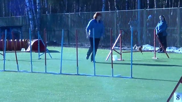 Степанова Светлана и цвергпинчер Сима на соревнованиях по аджилити 14.03.15 смотреть онлайн