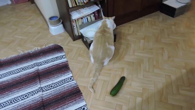 Cat(Tibbles) VS cucumber смотреть онлайн
