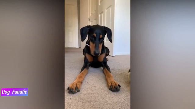 BloodHound VS Doberman Pinscher - Which is Better FOR YOU ? смотреть онлайн