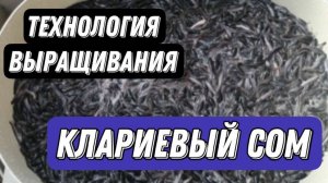 Клариевый сом.Как выращивать клариевого сома.