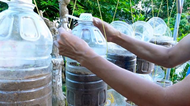 Create Your Own Beautiful Vegetable Garden With Just Plastic Bottles, Protect The Environment