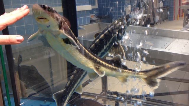 Море на ладони 2.0