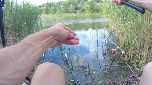 Ловля карася в камыше. Рыбалка на удочку с поплавком #ловлякарася #рыбалканапоплавок #карась