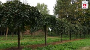 Вяз шершавый и его плакучая форма 'Camperdownii'. Ареал, агротехника, болезни.