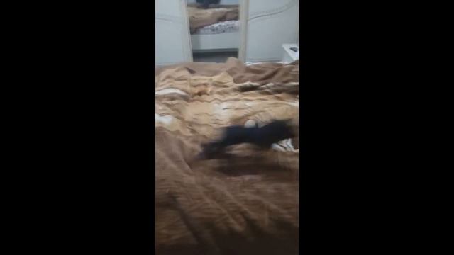 Крутая цирковая собака смотреть онлайн
