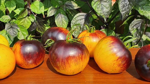Planting 26 Different Types of Tomatoes! смотреть онлайн